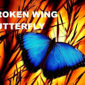 John Locke - Broken Wing Butterfly Master Track Series Cheap