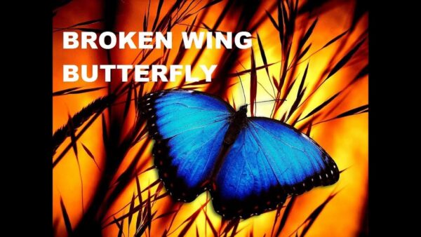 John Locke - Broken Wing Butterfly Master Track Series Cheap